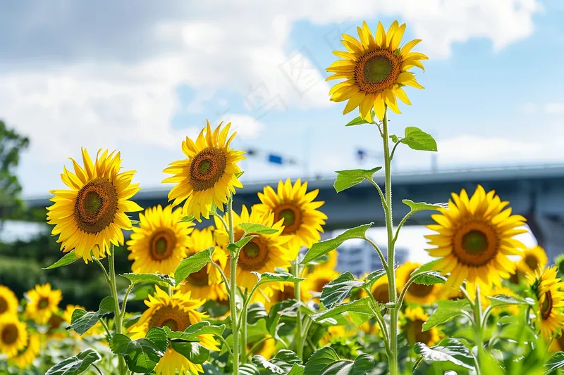 向日葵向阳鲜花摄影图(4032x2688)