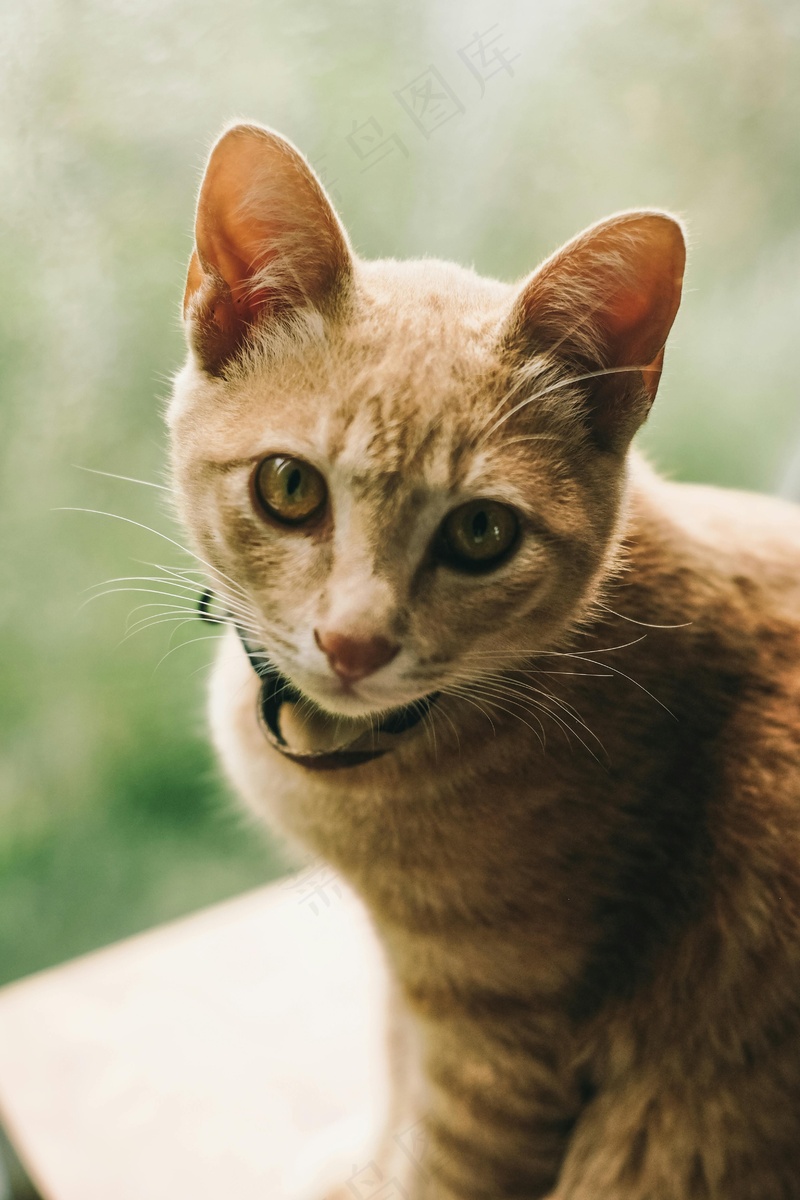 猫咪小猫动物