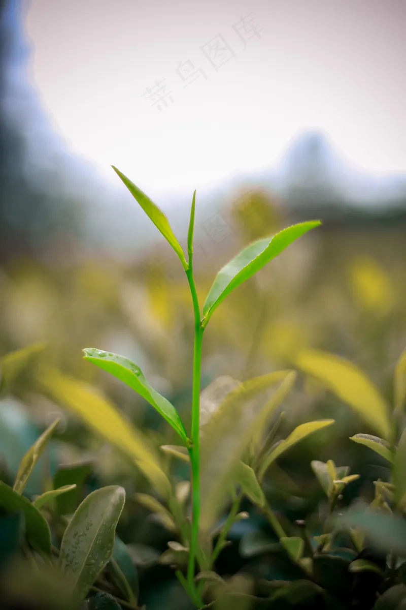 户外茶园茶叶
