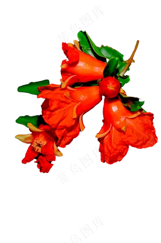 石榴花 免抠