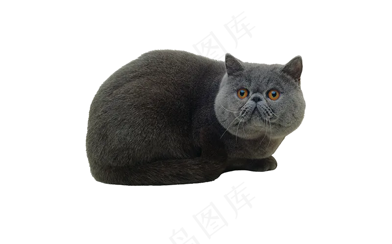 猫咪11-catpsd模版下载