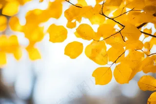 秋天黄叶树叶树枝摄影图 