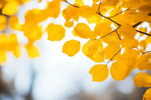 秋天黄叶树叶树枝摄影图  秋天黄叶树叶树枝摄影图