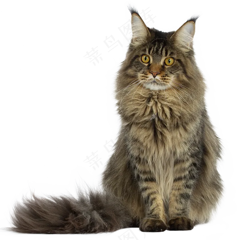 坐着的渐变灰色竖耳猫