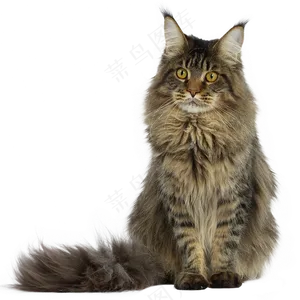 坐着的渐变灰色竖耳猫