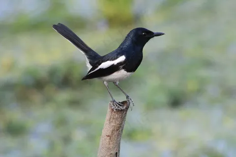 户外喜鹊鸟类生物