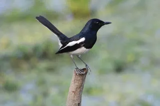 户外喜鹊鸟类生物
