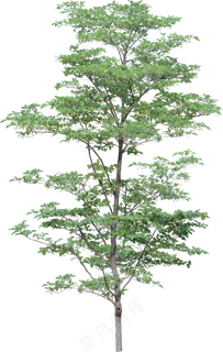 免抠高大乔木