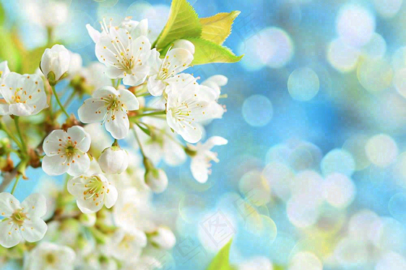 白花梨花花朵春意蓝天背景春分立春惊蛰摄影图