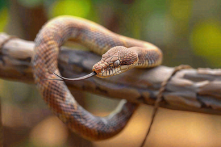 蛇盘踞在树枝上爬行动物摄影图
