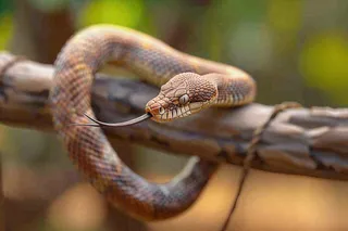 蛇盘踞在树枝上爬行动物摄影图