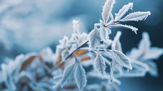 秋冬白霜叶子植物结冰摄影图