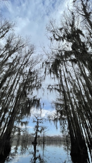 水杉与天空