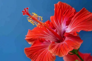 芙蓉花鲜花摄影图