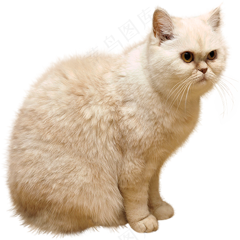 猫咪1 catpsd模版下载