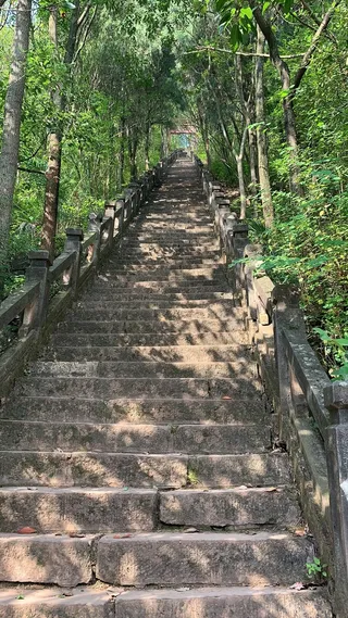 爬楼梯/生命力/积极向上/运动/绿树/楼梯