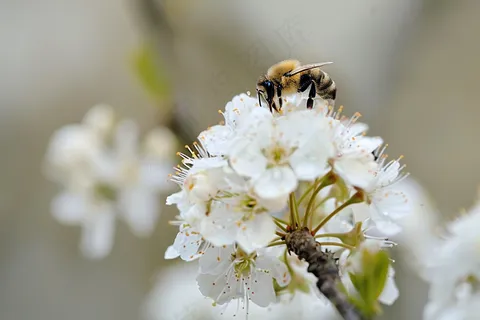 春日樱花花朵摄影图