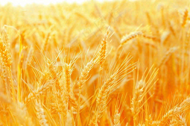 金黄的麦田小麦麦穗芒种秋收秋分摄影图