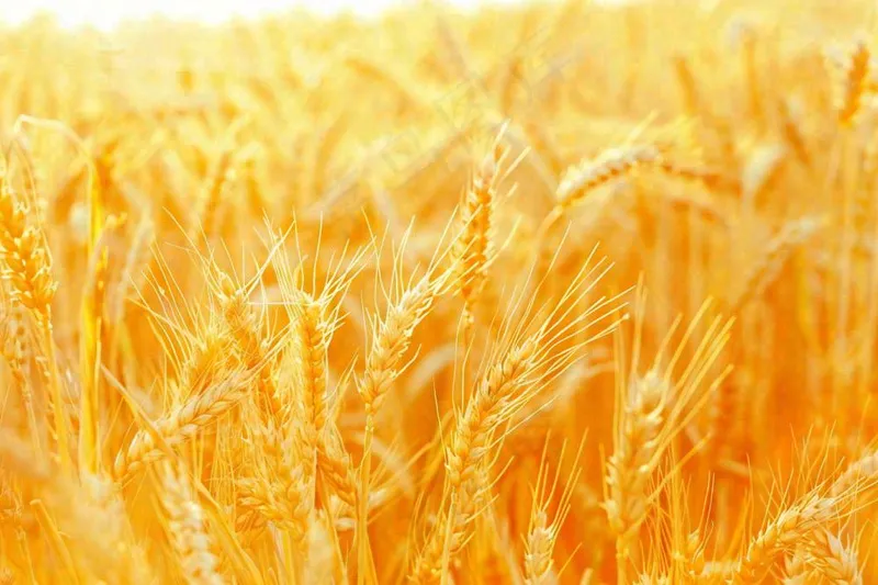 金黄的麦田小麦麦穗芒种秋收秋分摄影图(1344x896)