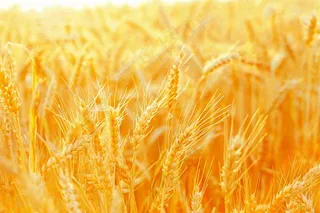 金黄的麦田小麦麦穗芒种秋收秋分摄影图