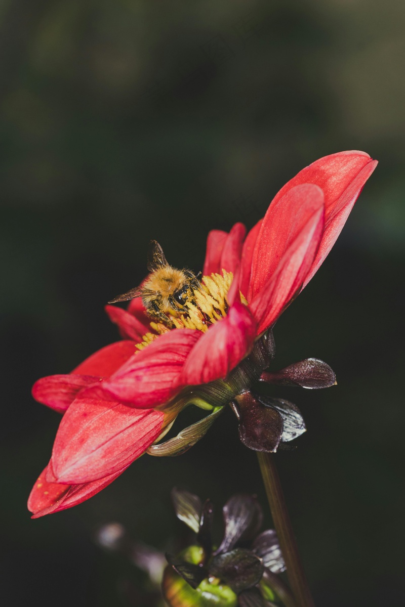 沉醉于鲜花之中的蜜蜂