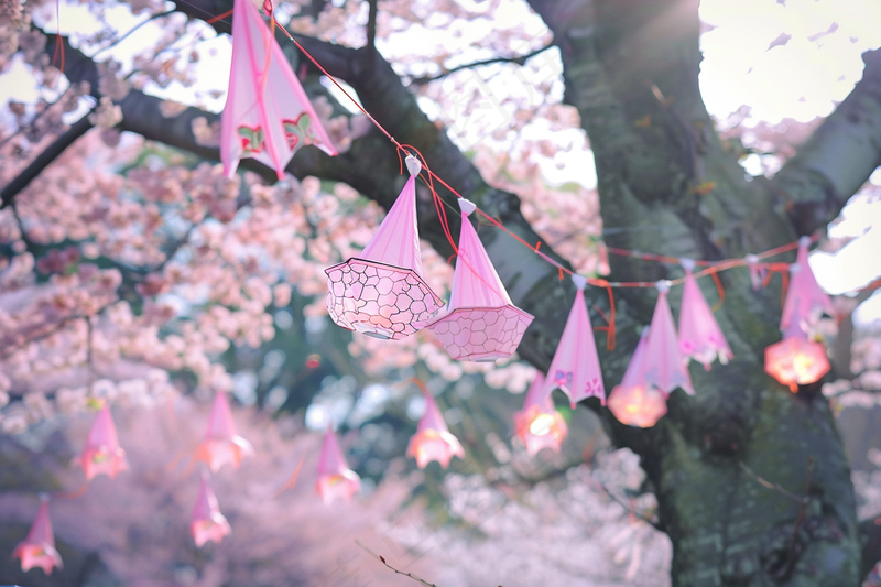 春日樱花花朵摄影图(4032x2688)