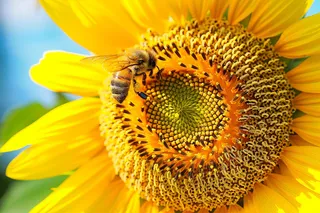 向日葵向阳鲜花摄影图