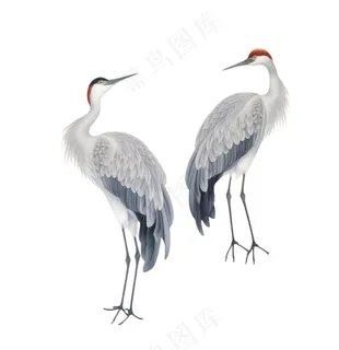 仙鹤白鹤古风插画免抠