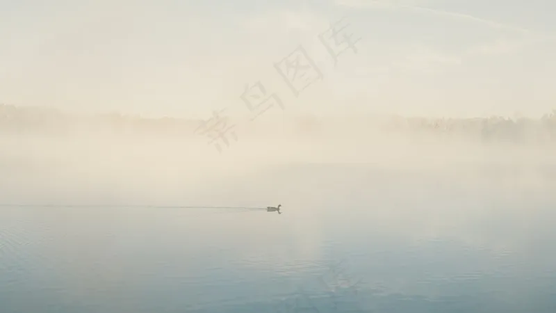 云雾森林图片