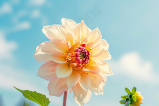 白粉鲜花花朵春夏摄影图