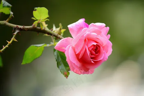 玫瑰花鲜花花朵摄影图