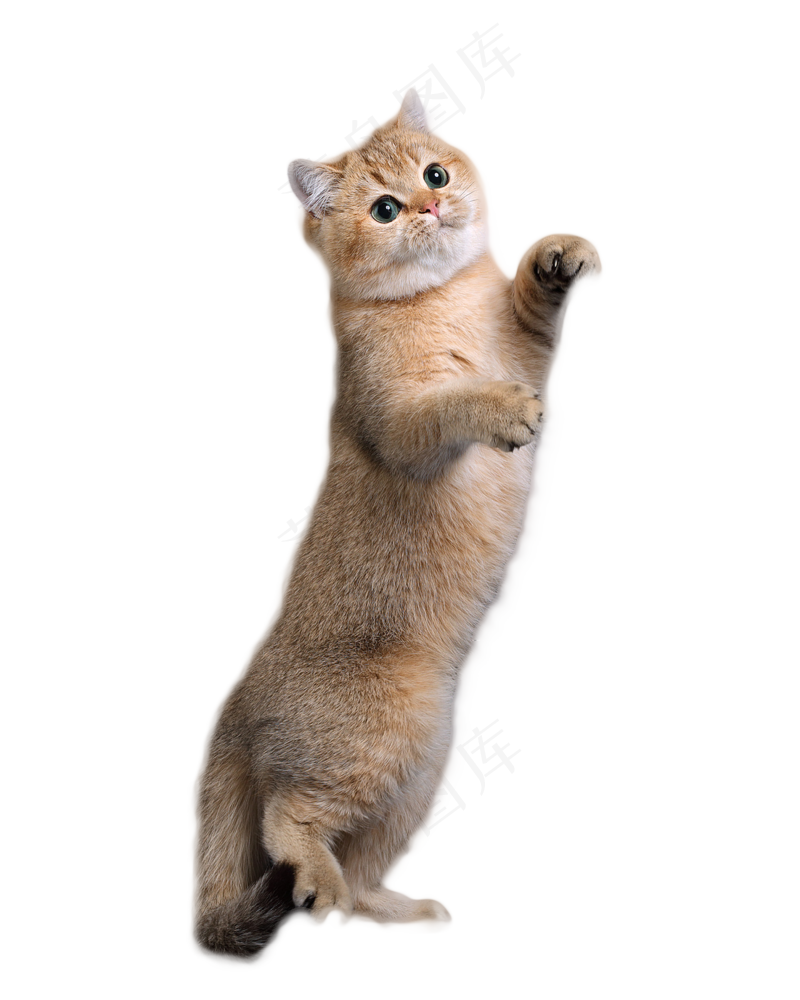 可爱猫咪摄影
