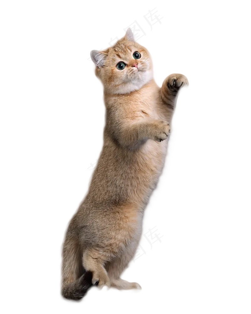 可爱猫咪摄影