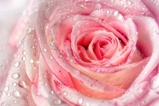 玫瑰花鲜花花朵摄影图