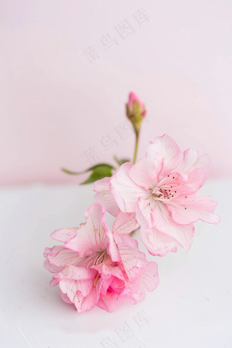 春日樱花花朵摄影图(2688x4032)