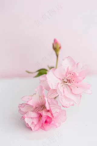 春日樱花花朵摄影图