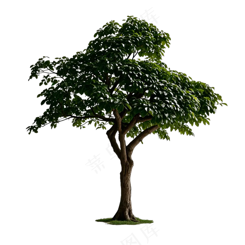 PSD免抠玉堂春树