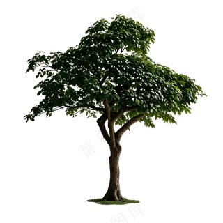 PSD免抠玉堂春树