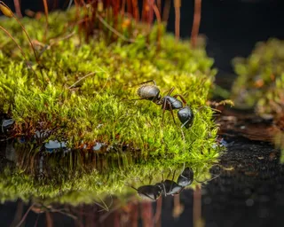 蚂蚁在静谧森林小溪边的探险