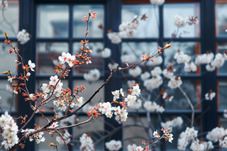 春天白色桃花树枝摄影图