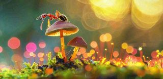 阳光下的蚂蚁蘑菇菌类阳光春天惊蛰春分摄影图