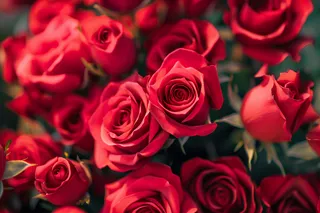 玫瑰花鲜花花朵摄影图