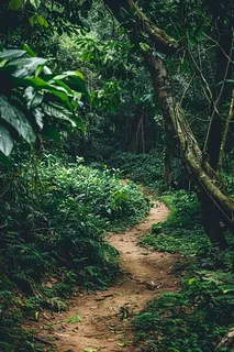 森林深处山林摄影图