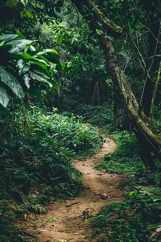 森林深处山林摄影图