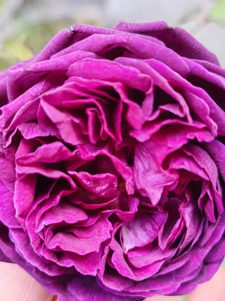 紫色花摄影图/玫瑰花