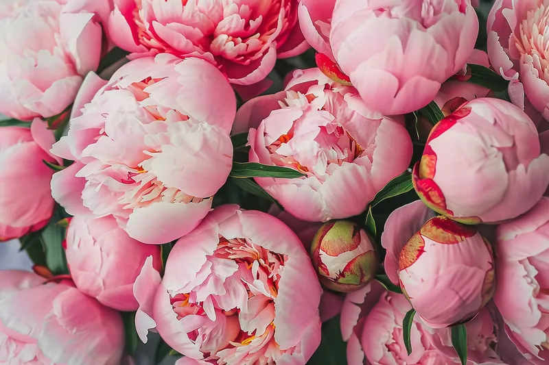 牡丹花国花鲜花摄影图(4032x2688)