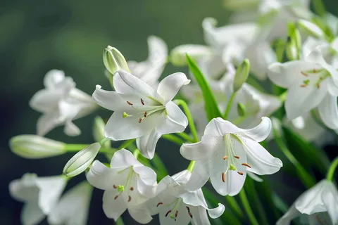 白色百合花植物花朵摄影图 白色百合花植物花朵摄影图