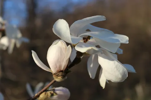 户外玉兰花花朵 户外玉兰花花朵