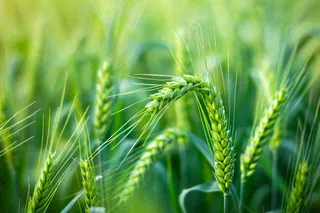 绿色小麦麦穗农田种植小满芒种粮食丰收摄影图