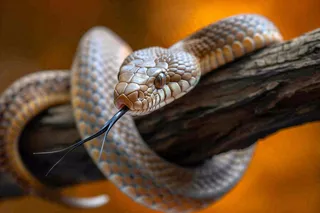 蛇盘踞在树枝上吐舌头爬行动物摄影图